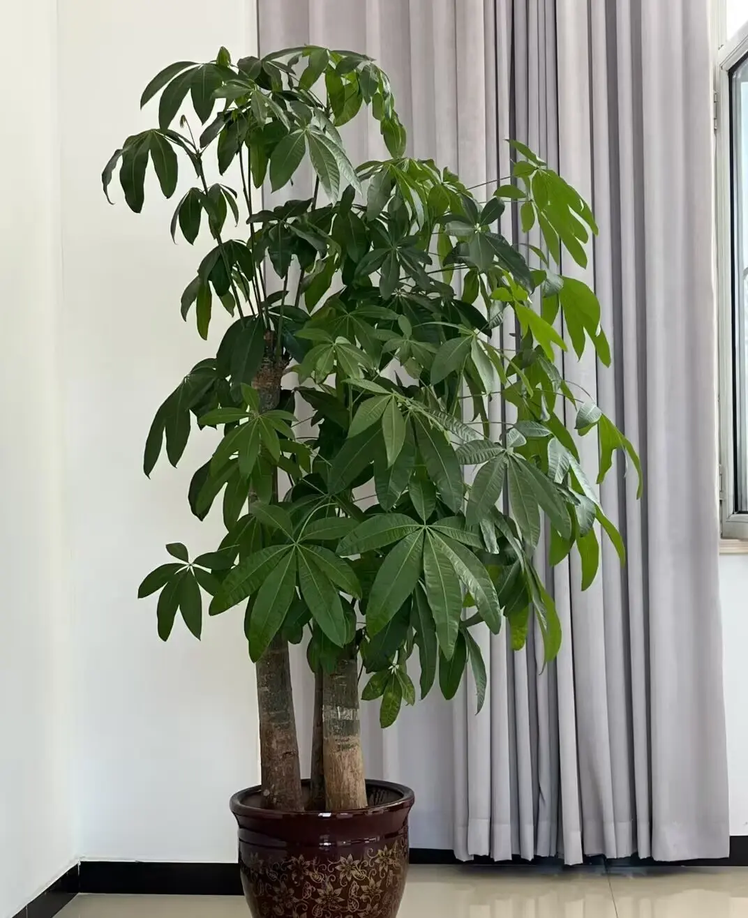 招財樹這樣擺才聚財！從挑選到佈局，搞懂風水關鍵