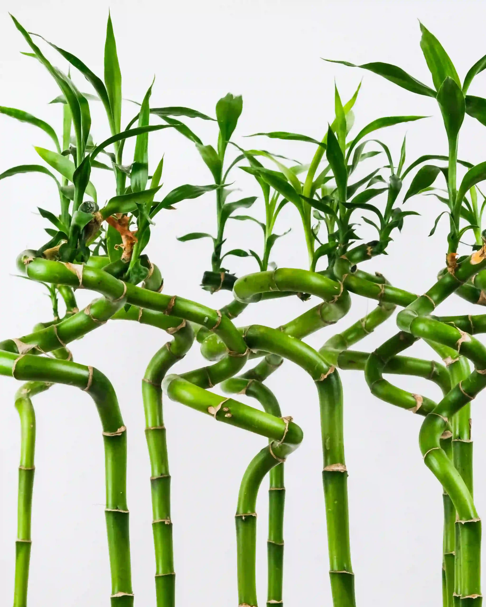 風水7大開運植物：客廳、臥室擺對位置，招財納福！