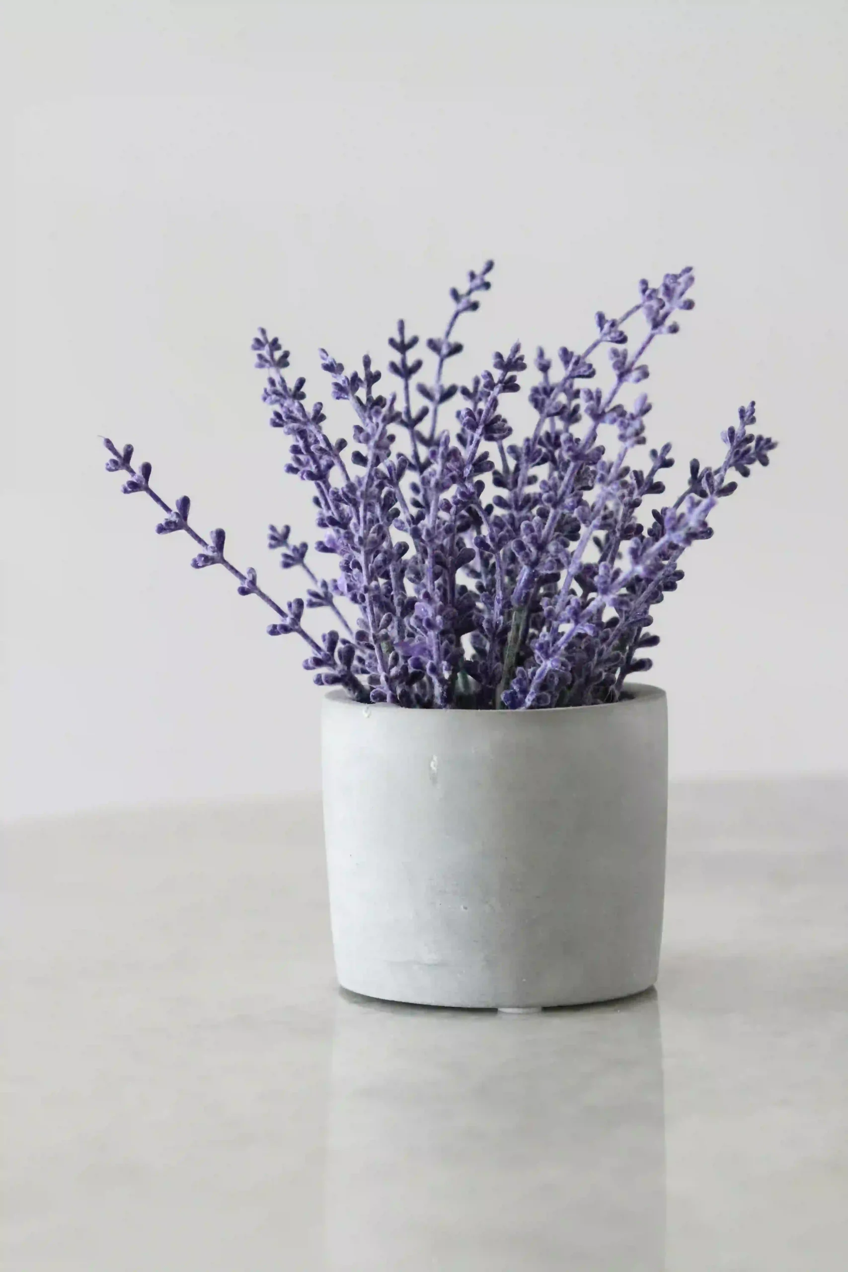 風水開運：芳香植物這樣擺，輕鬆招財納福