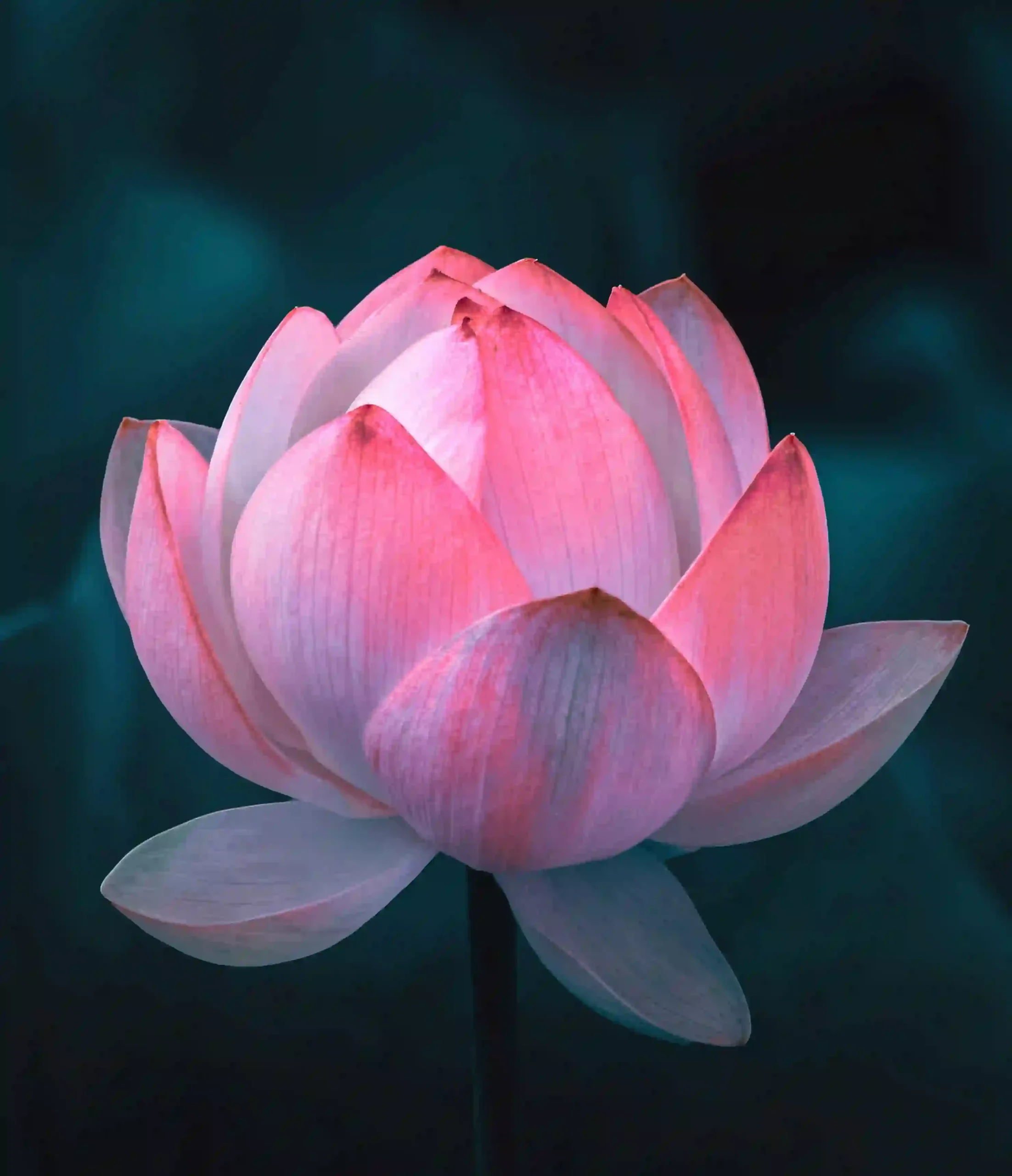 福字鯉魚紅燈籠怎麼擺？財運桃花旺整年！