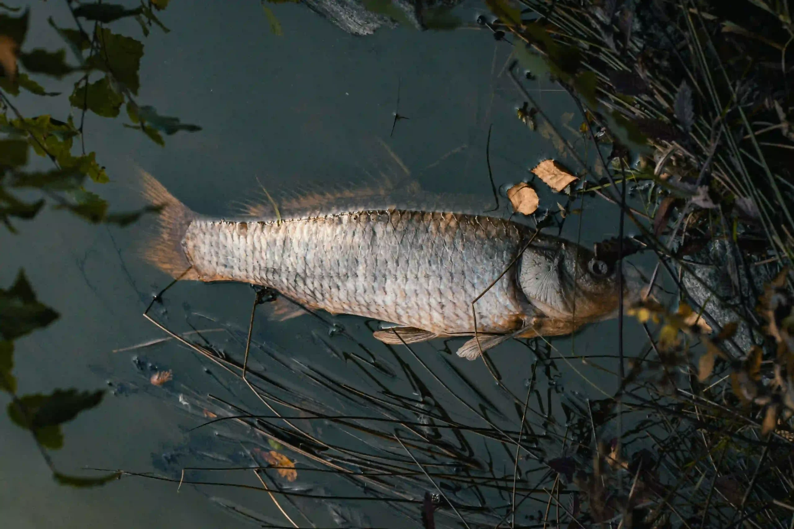 完整解夢:夢見死魚代表什麼?
