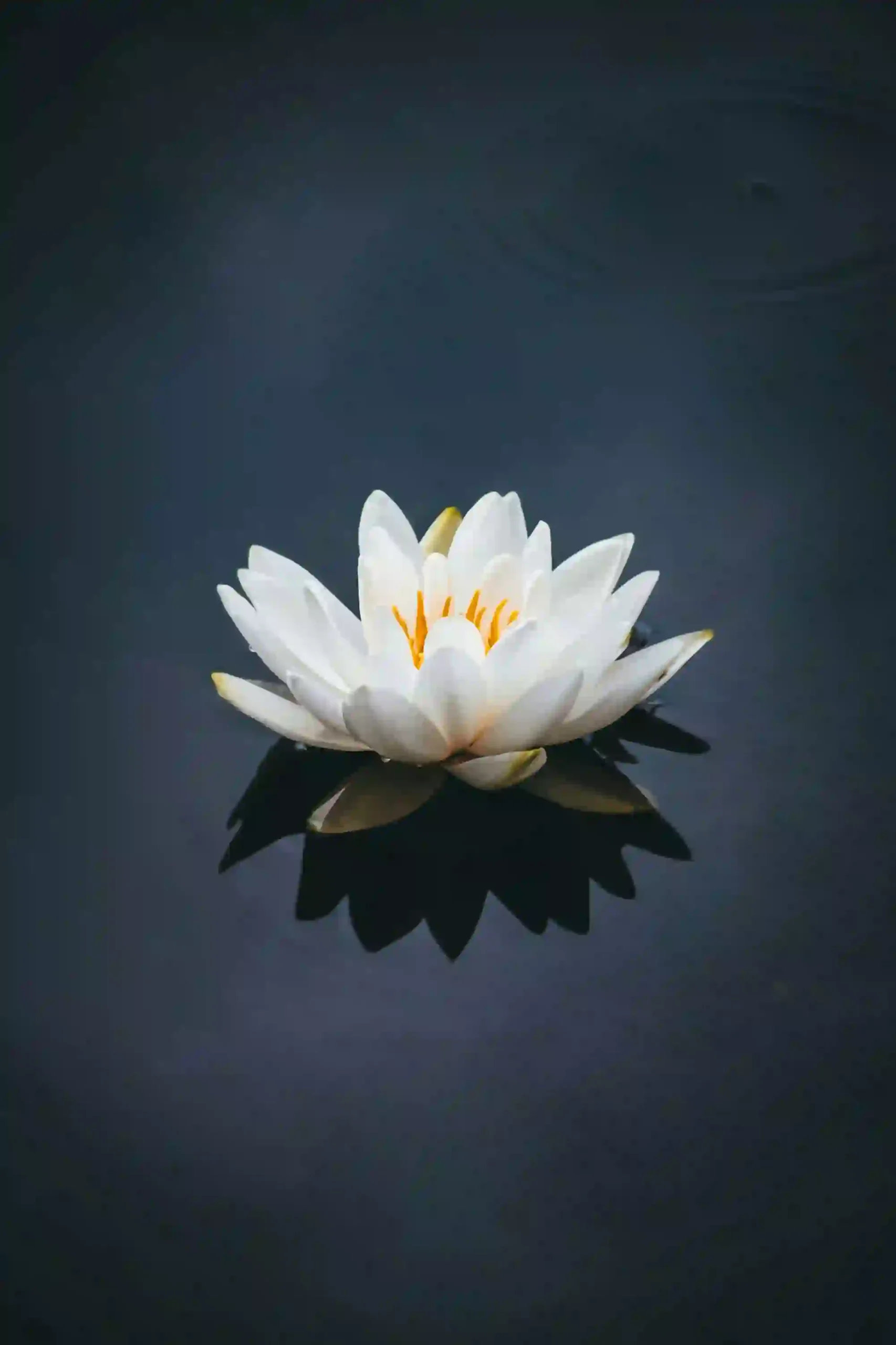 夢見身體、屍體是凶兆？從周公解夢到心理學